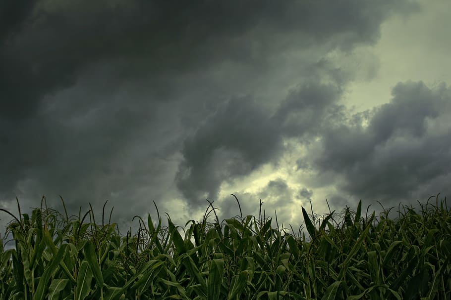 nuvens, verde, planta de milho, panorâmica, fotografia, milharal, tiro de ângulo baixo, nuvens de chuva, natureza, nuvem - céu