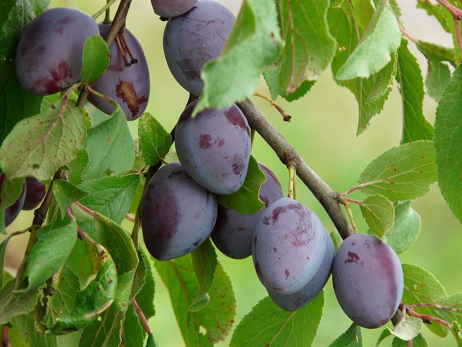 bunch, purple, fruits, real plum, plum, prunus domestica, blue, fruit, eat, food