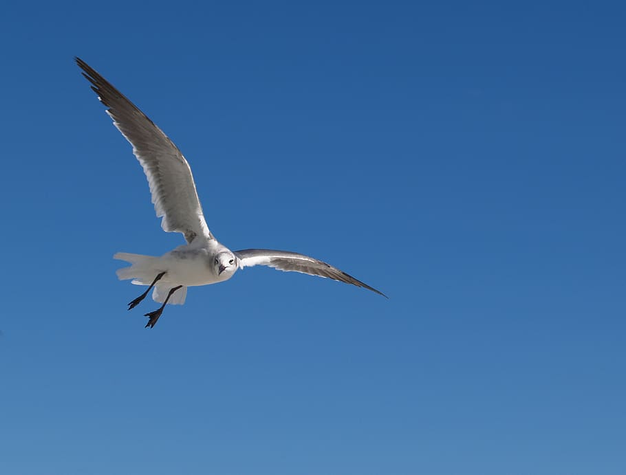 bird, wildlife, nature, flight, outdoors, sky, feather, wing, dom, wingspan