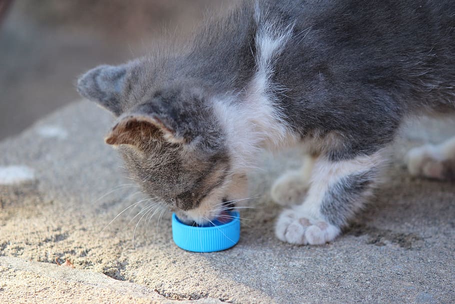 kitten, eat, morocco, water, drink, pets, aminal, grey, cute, mignion