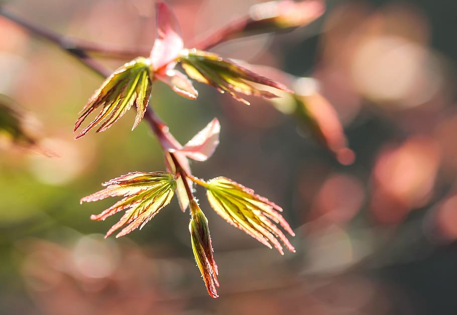 Acer Palmatum, Japan, Maple Leaf, japan maple, spring, nature, wood, japan garden, colors, lights