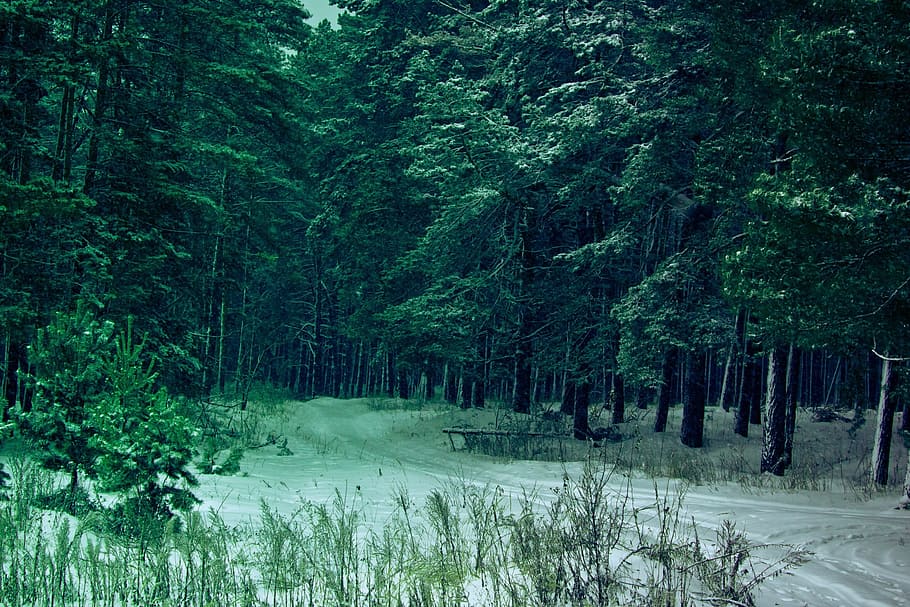 Winter, Forest, Russia, Landscape, thicket, nature, tree, woodland, outdoors, scenics