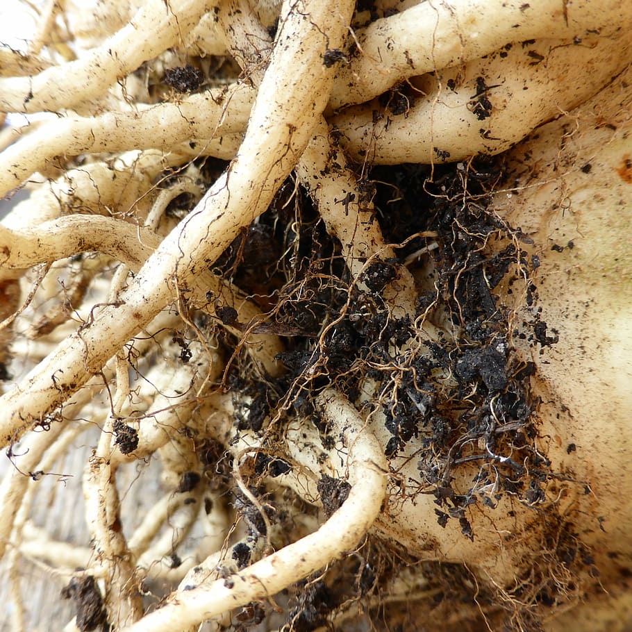 root, tuber, earth, food vegetables, celery, close-up, day, invertebrate, high angle view, nature