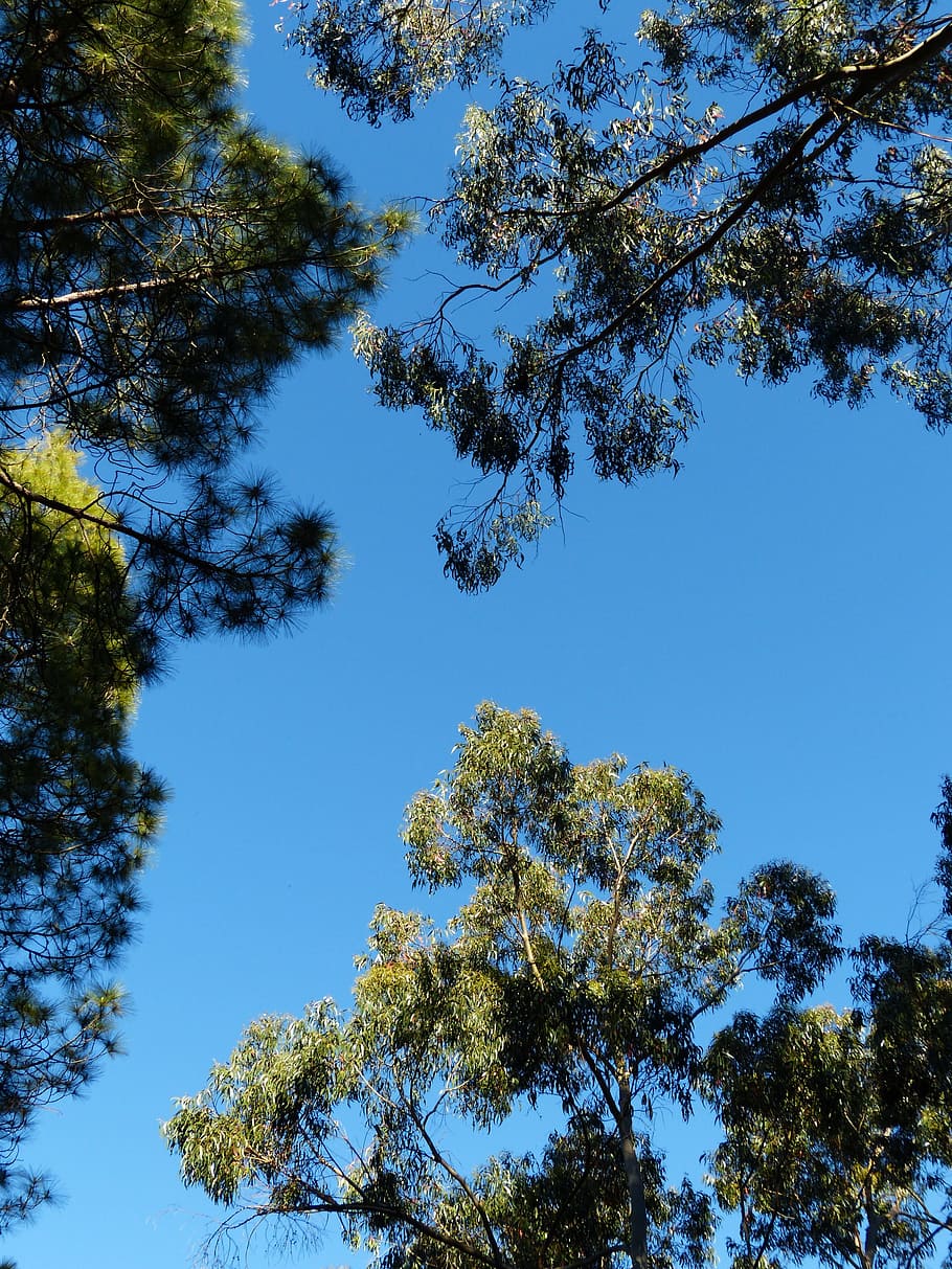 trees, sky, crown, eucalyptus, eucalyptus tree, pine, canary kiefer, pinus canariensis, tree, plant