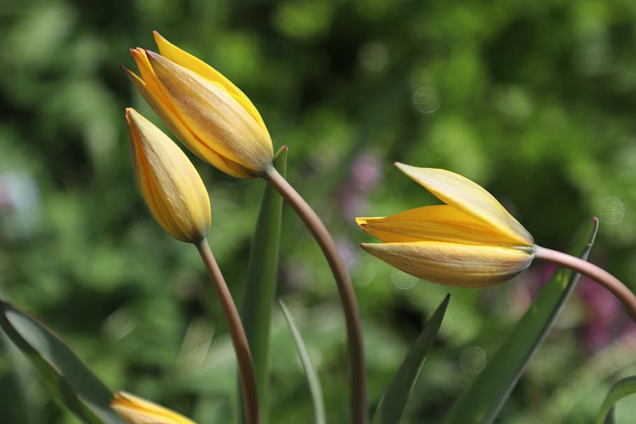 tulipanes, amarillo, flores, flor, tulipán, jardín, floración, naturaleza, primavera, verano