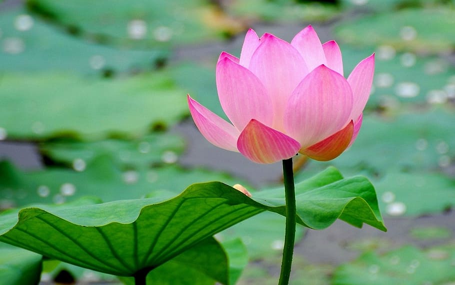 pink, lotus flower, full, bloom, lotus, summer landscape, beautiful, water Lily, nature, lotus Water Lily