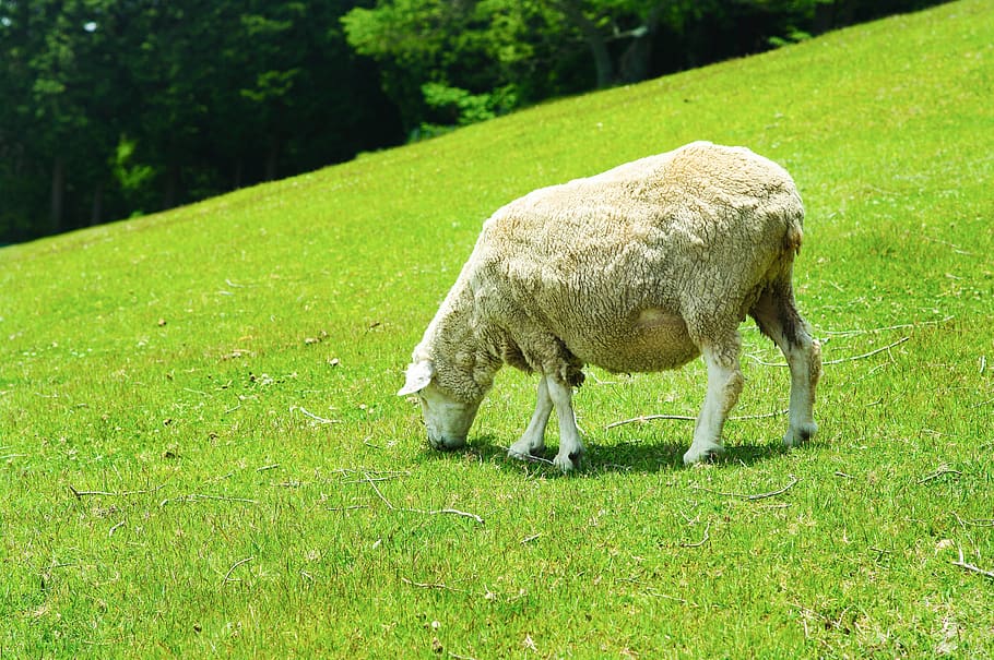 sheep, system, animal, wool, livestock, pasture, farm, agriculture, grass, field