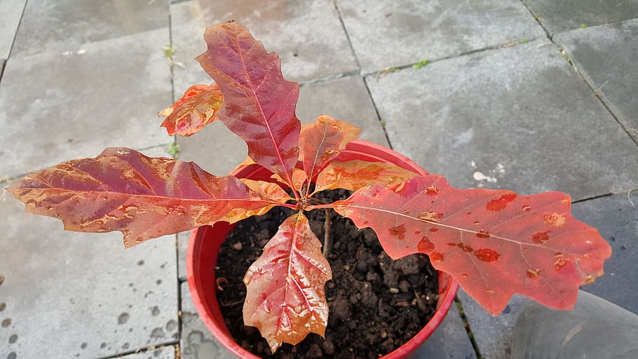 autumn, oak, little, leaflet, nature, red leaf, sheet, oak leaf, leaf, plant part