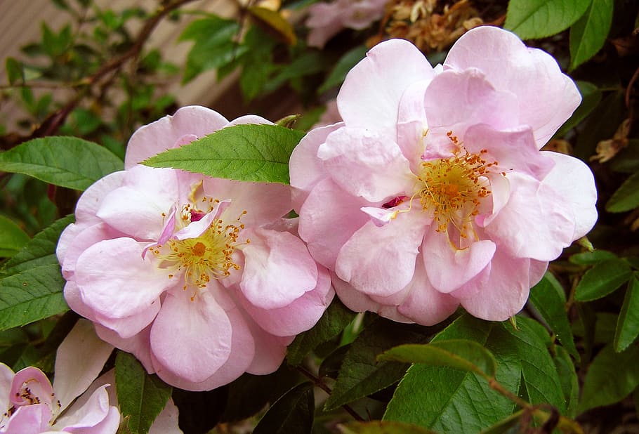 rosa, sin espinas, Flor, planta floreciente, planta, belleza en la  naturaleza, frescura, crecimiento, fragilidad, pétalo | Pxfuel