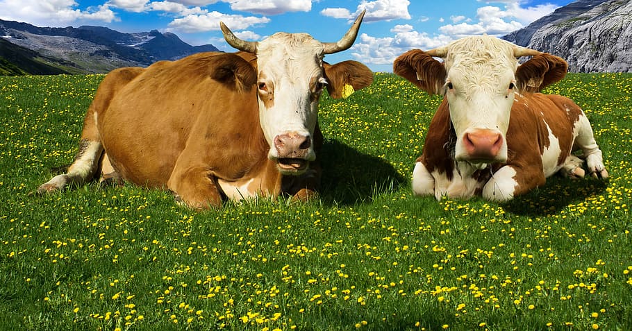 two, brown-and-white cows, grass fields, cow, alm, mountains, mountain meadow, alpine meadow, rest, alpine