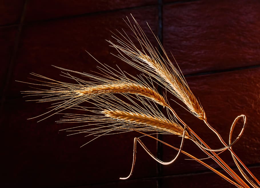 three wheat stalks, barley, dried grass, cereal grain, health food, golden light, autumn, still life, dawn, light and dark