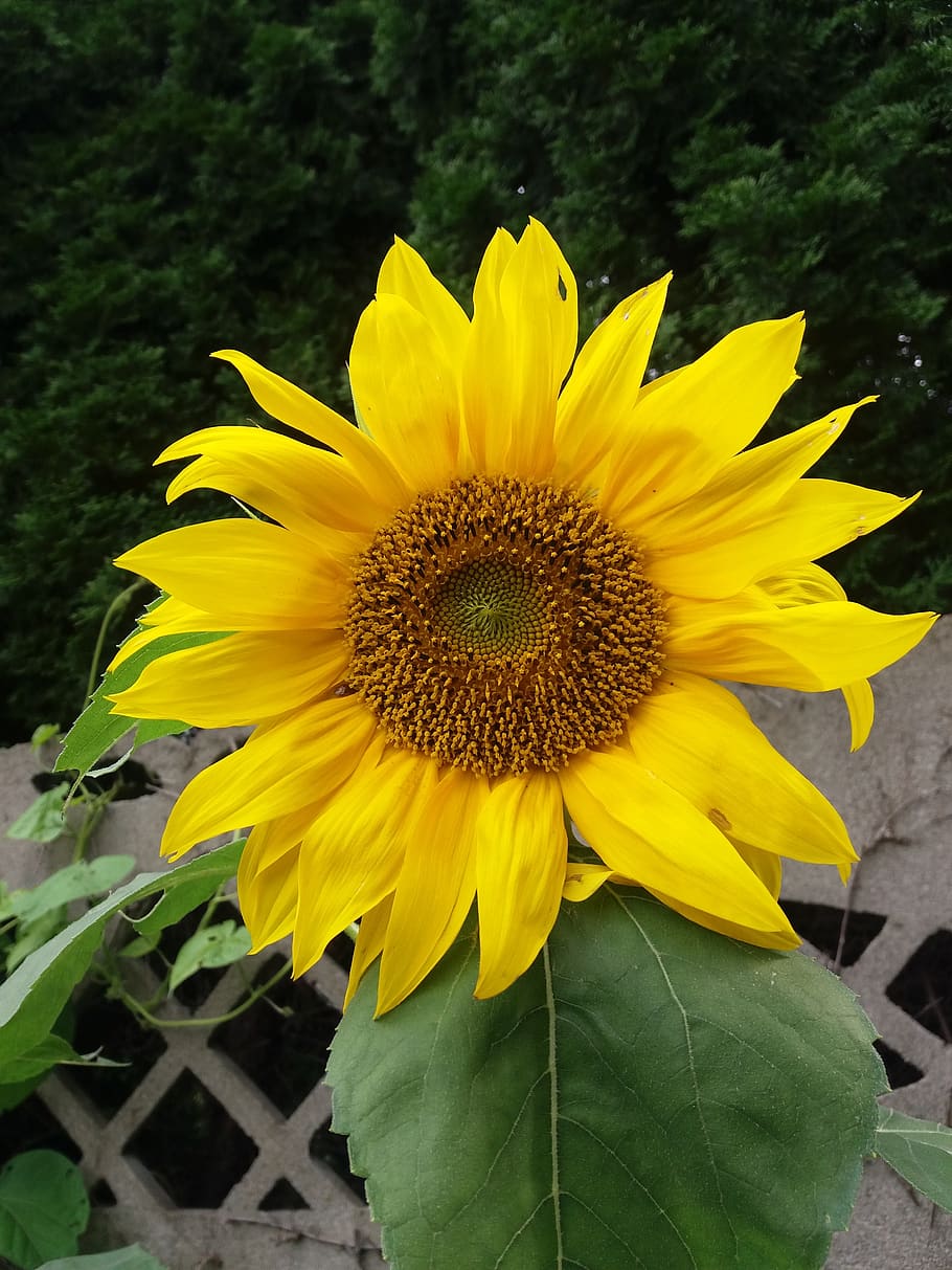 nature, plant, summer, flower, yellow, flowering plant, flower head, growth, freshness, vulnerability