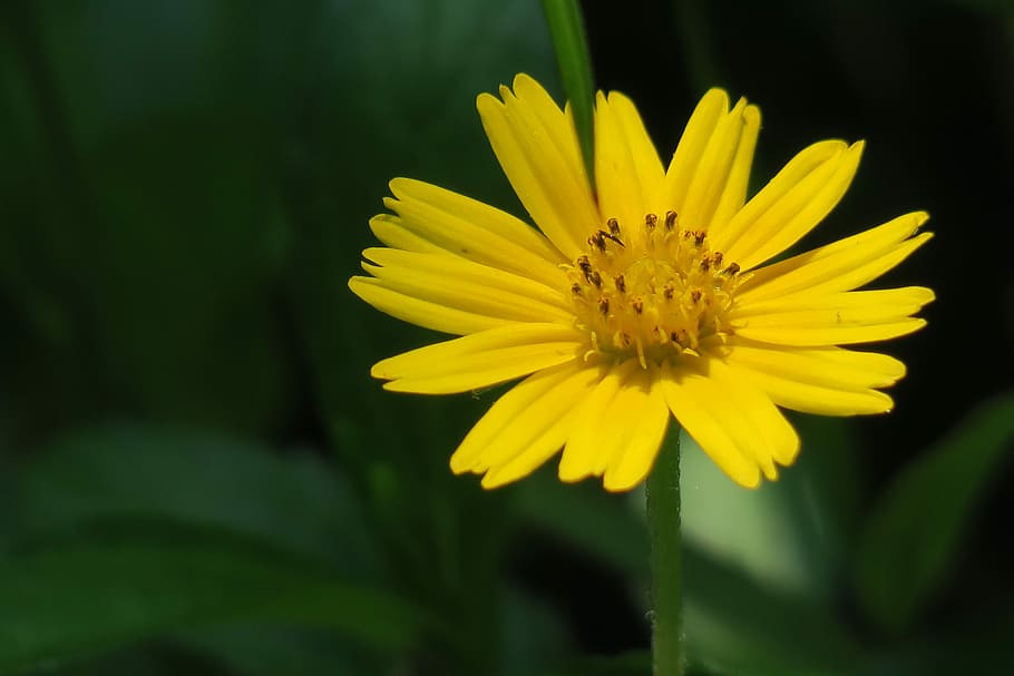 small yellow daisy, plant, flower, bloom, light, beautiful, hong kong, close-up, nature, pistil