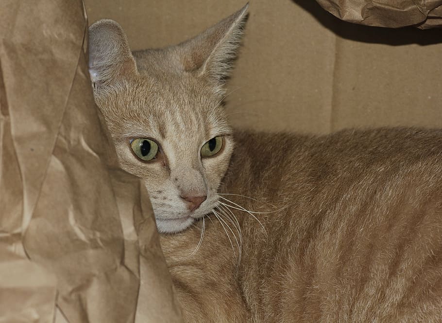 orange, tabby, cat, paper bag, cat face, cat's eyes, animal, red mackerel tabby, hair, cardboard