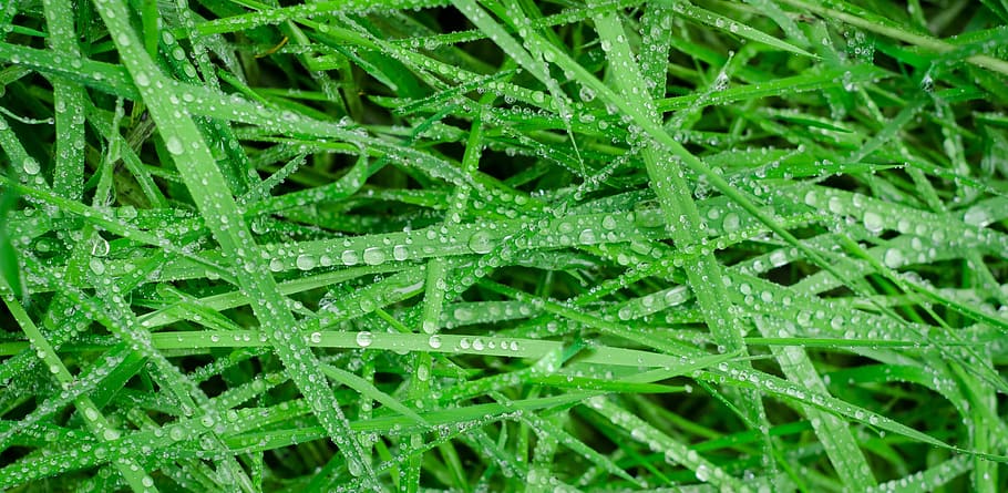 water droplets, grass, green, wet, drops, rain, water, texture, wallpaper, background