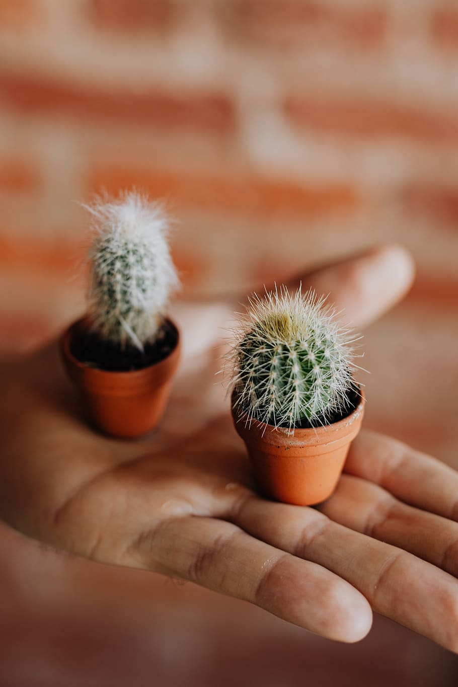 cactus, miniaturas, planta, maceta, miniatura, arcilla, macetas, mano humana, mano, parte del cuerpo humano