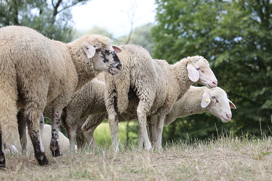 ovejas, piel de oveja, pieles, rebaño, animales, lana, pasto, prado, naturaleza, agricultura