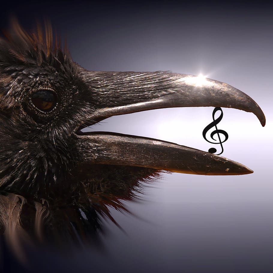 brown, bird, g-clef note, cd cover, clef, surreal, magic, mysterious, fantasy, dream