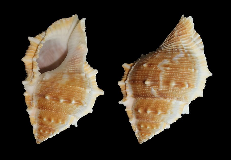 two brown-and-beige seashells, Sea Snail, Bufonaria Perelegans, snail, shell, seashell, mother of pearl, animal, sea life, black background