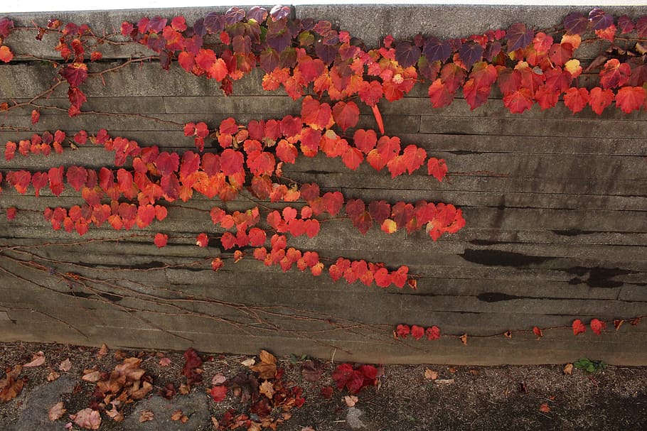 otoño, hiedra, dama, cerca, la vid, pared, muro de piedra, hojas de otoño, vid, hojas