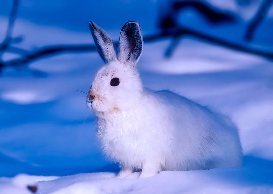 white, rabbit, snow, white Rabbit, arctic, canada, wildlife, animal, hare, closeup