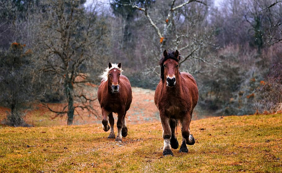 two, brown, horses, running, green, grass, middle, forest, nature, animal