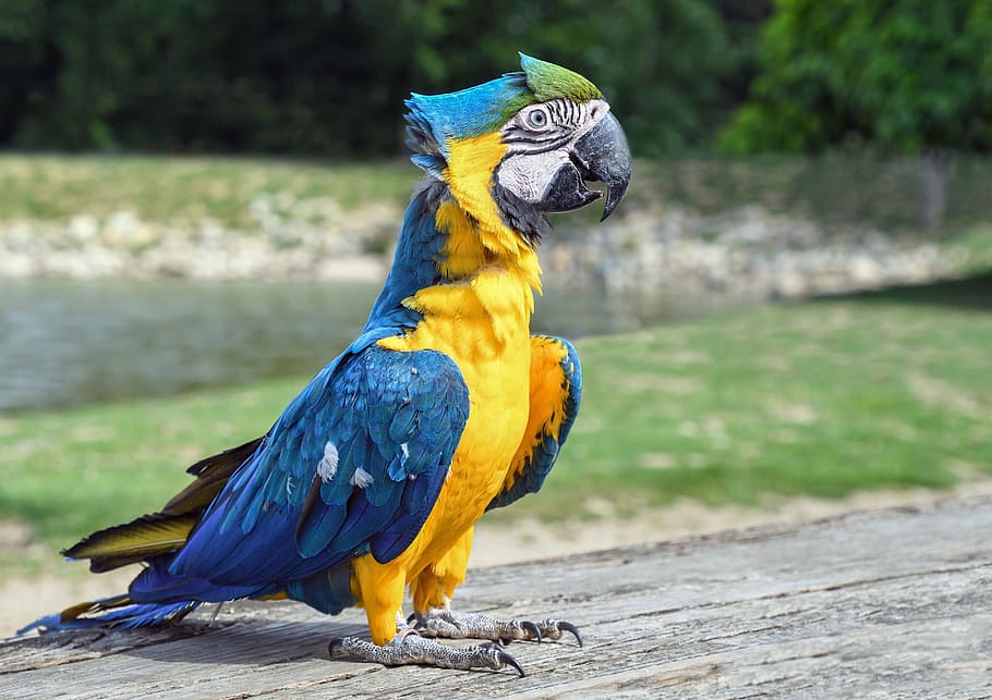 macaw bird, wooden, surface, parrot, ara, bird, blue macaw, animal, animal themes, animal wildlife