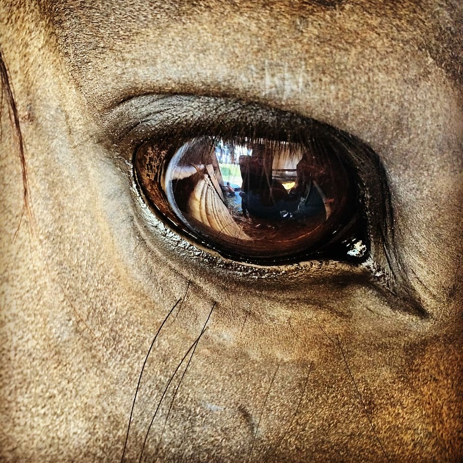 close, view, animal, eye, close up, the horse, village, snout, harness riding, horse head