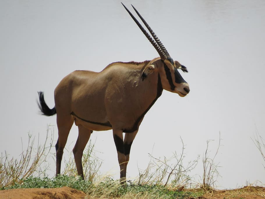 Oryx, Afrika, Hewan, Alam, Margasatwa, safari, kijang, mamalia, kenya, hewan di alam liar