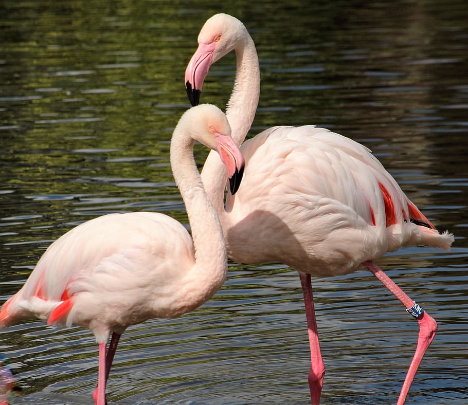 flamingos, birds, zoo, pink, bird, animal themes, water, animal, animals in the wild, vertebrate