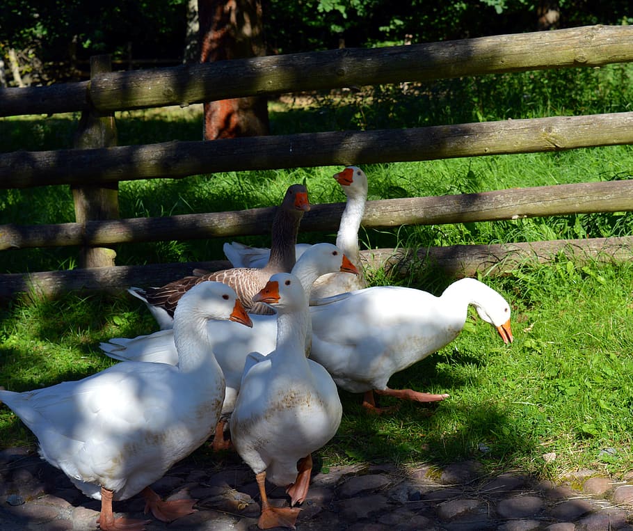 goose, geese, bird, feather, poultry, nature, chatter, waddle, plumage, egg