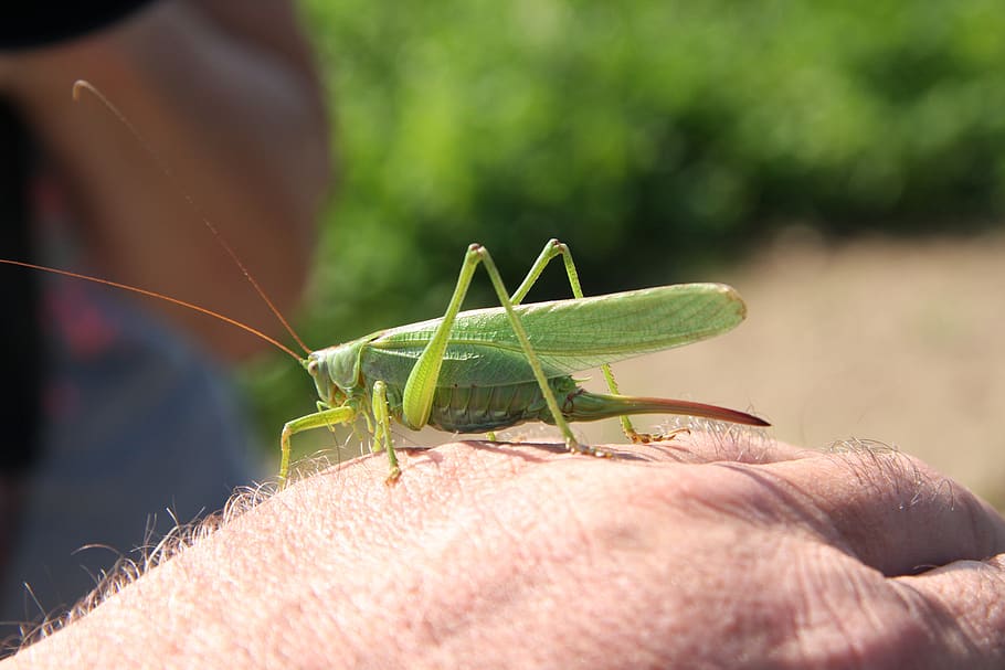 serangga, tangan, hijau, belalang, sayap, penyelidikan, menjaga, alam, bagian tubuh manusia, tangan manusia