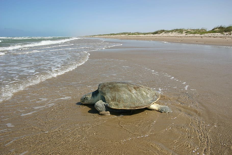Atlantic Ridley Sea Turtle, Kemp, kemp's, en peligro de extinción, hembra, arena, playa, mar, océano, naturaleza