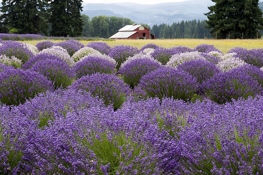 landscape, nature, outdoors, trees, lavender, field, barn, country, flower, herbal