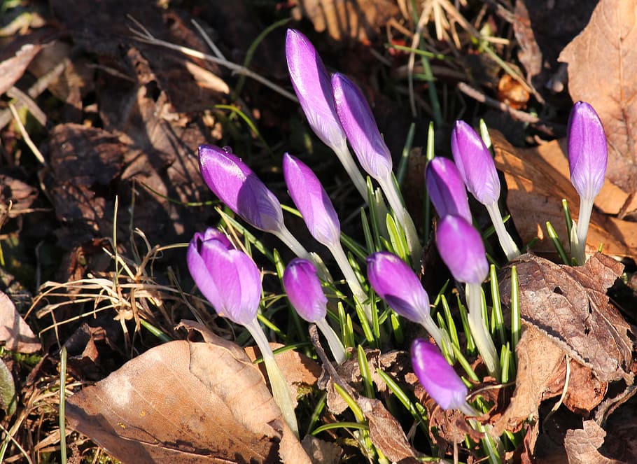 crocus, violet, spring, daybreak, plant, flower, purple, beauty in nature, flowering plant, field