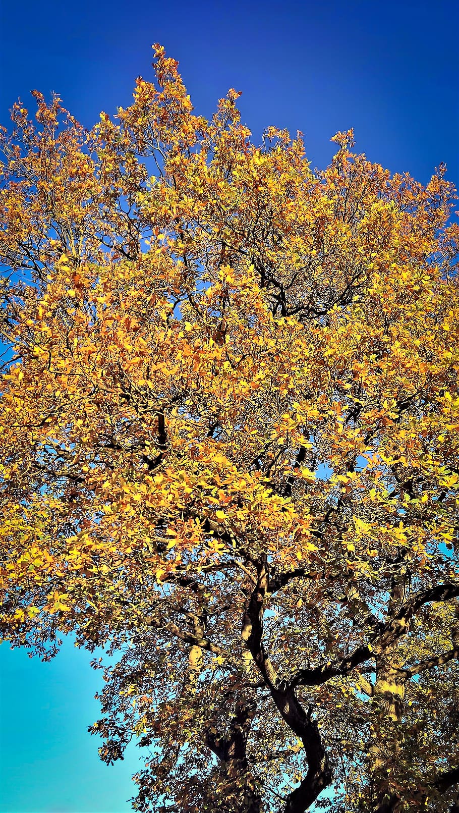 tree, oak, autumn, golden october, leaf coloring, synthesis, yellow, bright, big tree, nature