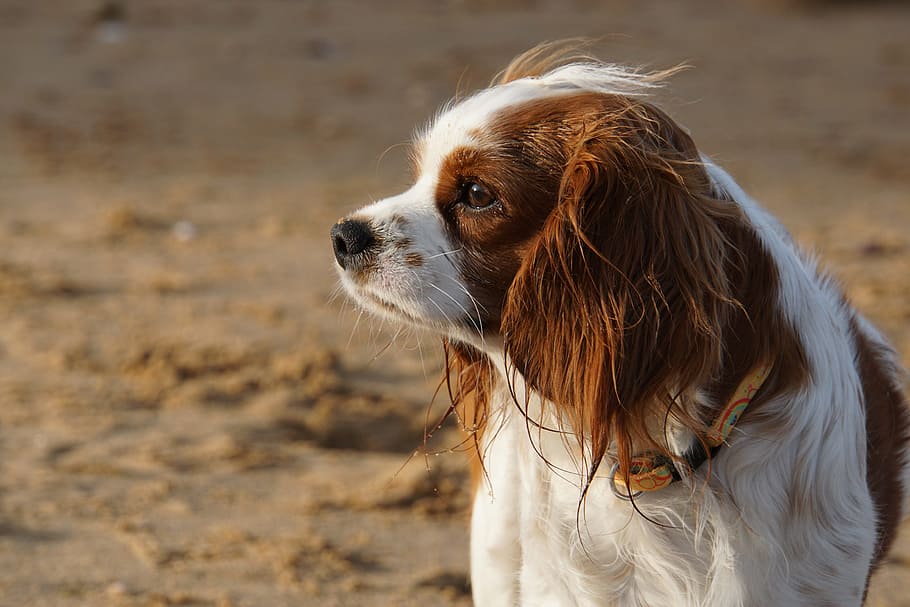 shallow, focus photography, brown, white, dog, cavalier king charles, cute, animal, purebred dog, race