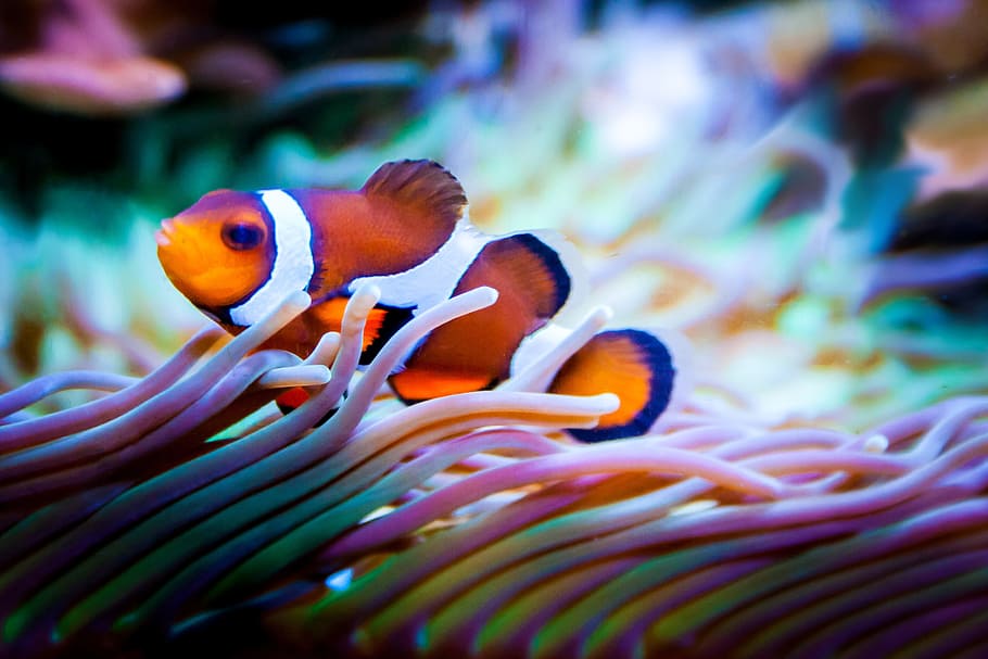 shallow, focus photo, clown fish, fish, aquarium, nemo, clownfish, sea, reef, exotic