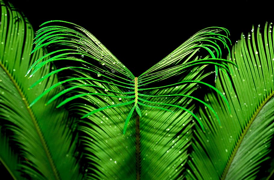 Symmetry, Palm, Plant, green, symmetrical, green color, leaf, palm leaf, nature, frond