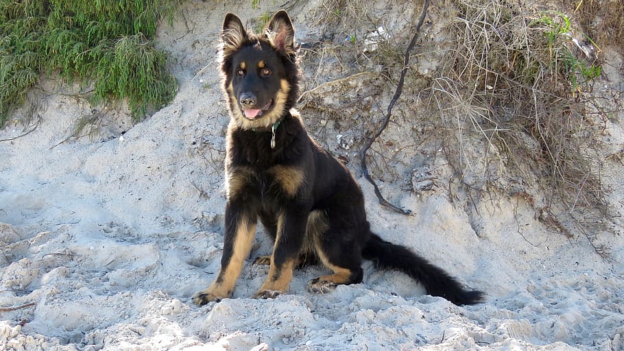 Dog, German Shepherd, Portrait, Puppy, breed, pet, canine, black, sitting, furry