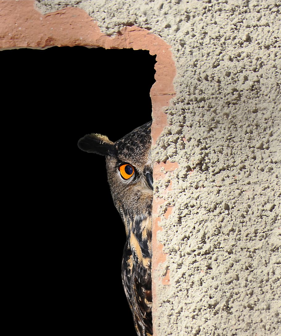 brown owl, owl, hiding, peeking, peeping, peek, cute, brown, looking, watching