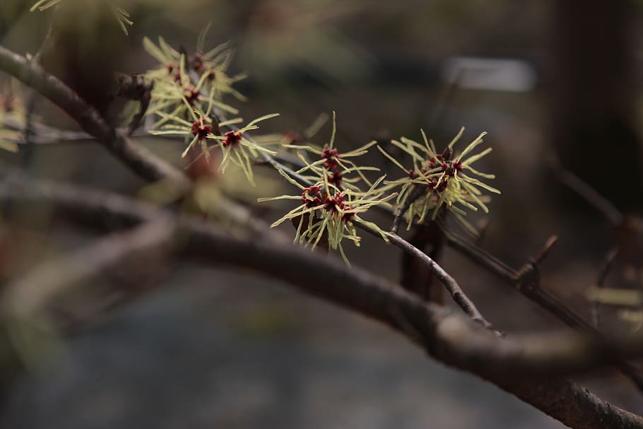 outdoors, wood, nature, plants, quarter, hamamelis phone, flowers, branches, spring, spring flowers