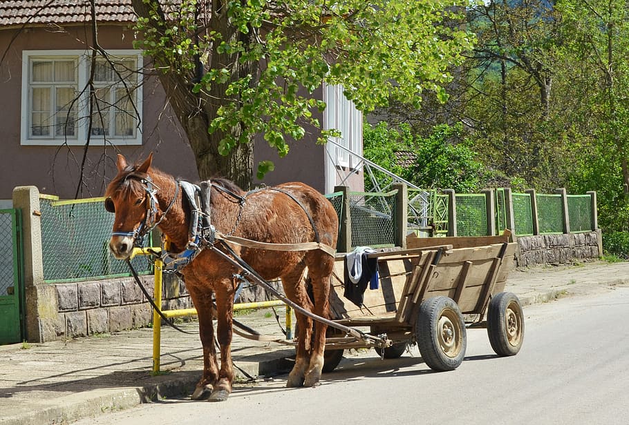 bulgaria, village, horse, wagon, spring, country, rural, balkan, harness, reins