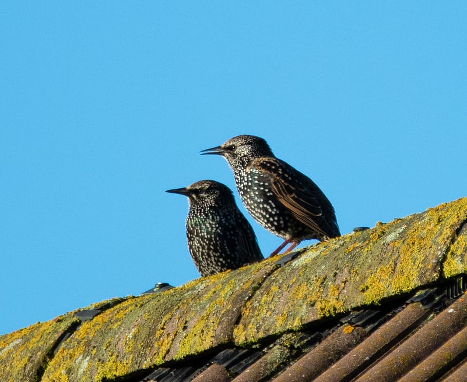 starling, starling on a brick chimney, brick, chimney, bird on roof, house, bird perching, sunny, colours, avian