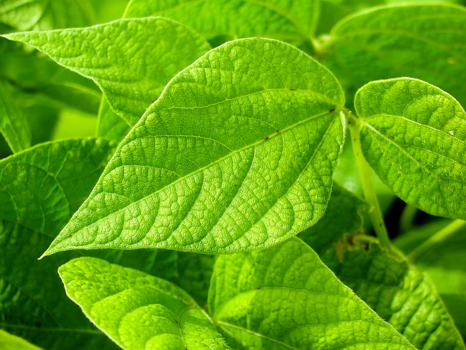 green leaves, closeup, photography, green, leaf, plants, green color, plant, vibrant color, lush foliage