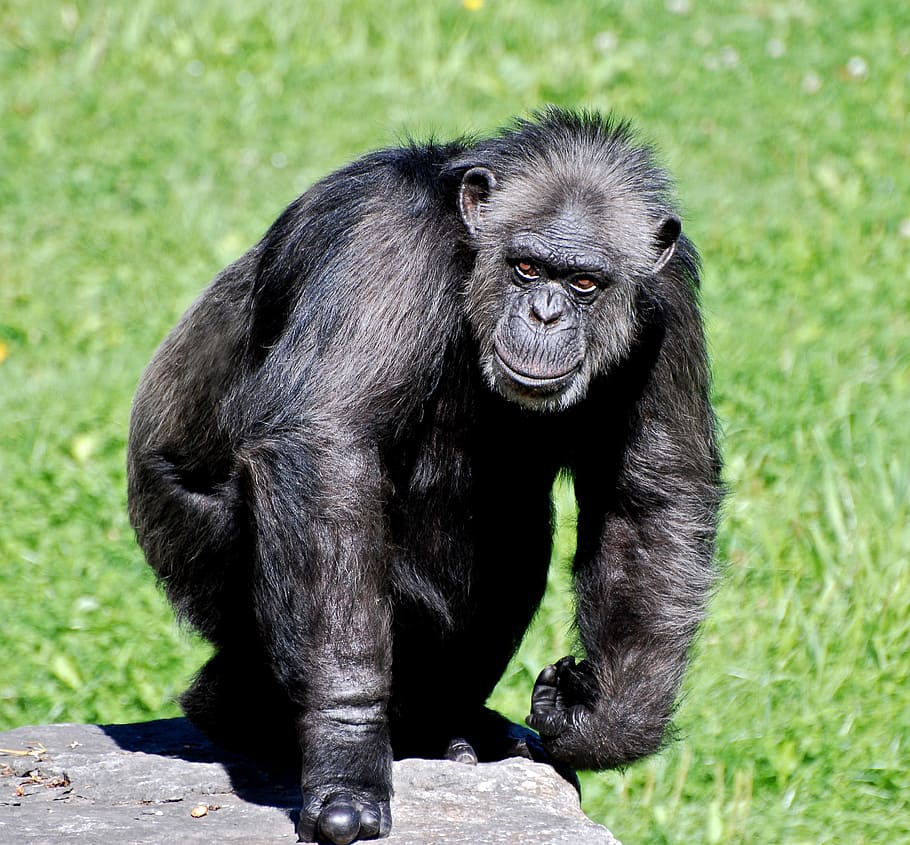 mono negro, chimpancé, animal, simios, gorila, mamífero, turismo, viajes, vida silvestre, zoológico