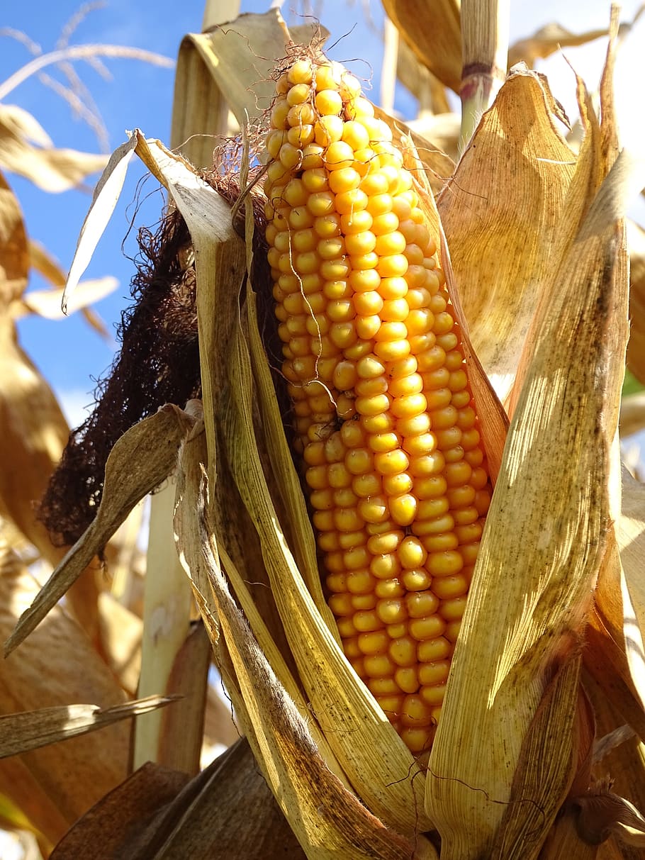 maíz, mazorca de maíz, verduras, alimentos, cereales, otoño, naturaleza, comer, granos de maíz, pelo de mazorca de maíz
