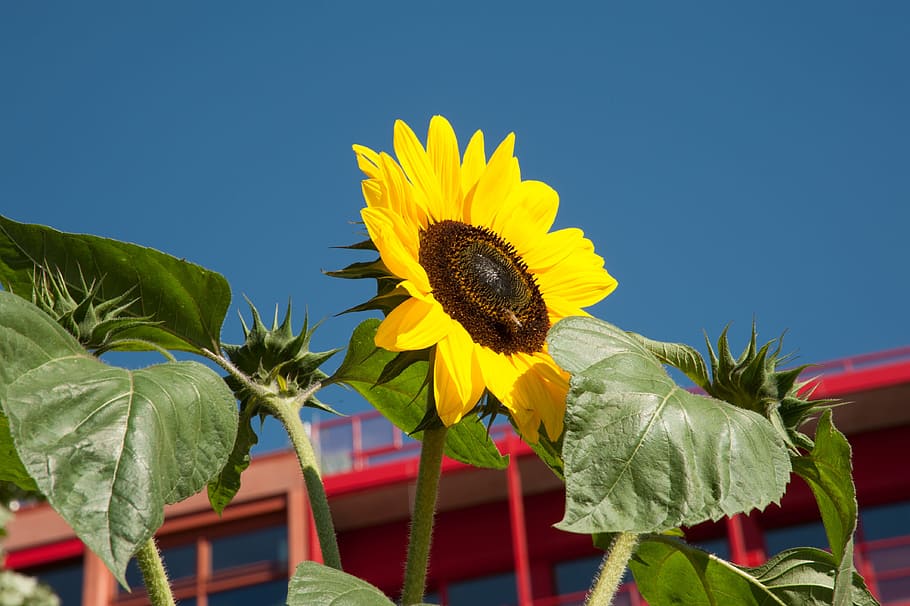 bunga matahari, bunga, mekar, berlin, kreuzberg, musim panas, langit, tanaman, tanaman berbunga, kuning