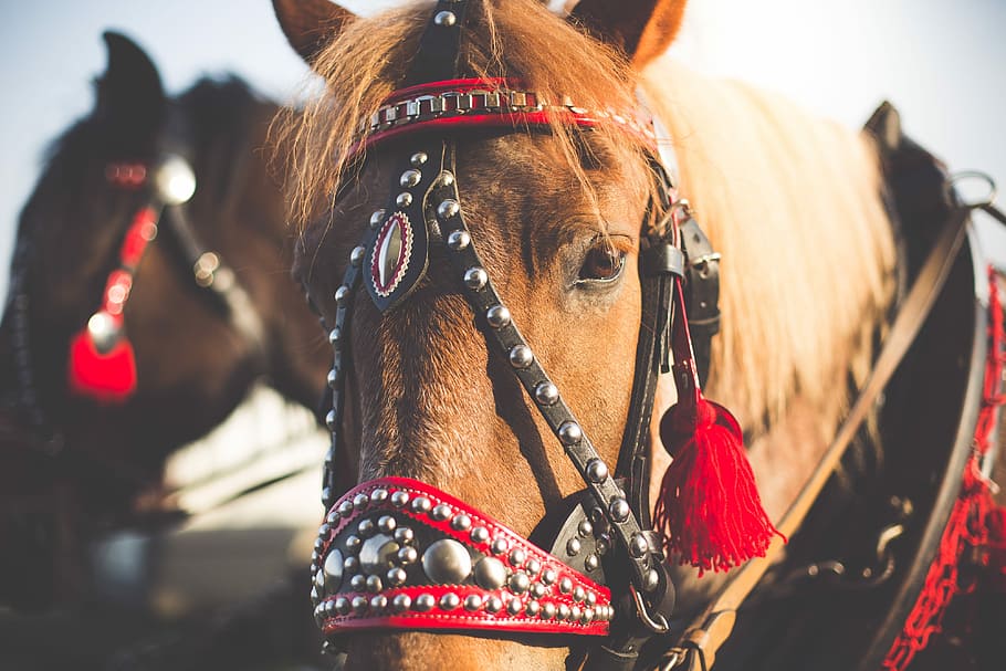 horse, horse-drawn, carriage, Portrait, Harness, Horse-Drawn Carriage, animals, face, head, horses