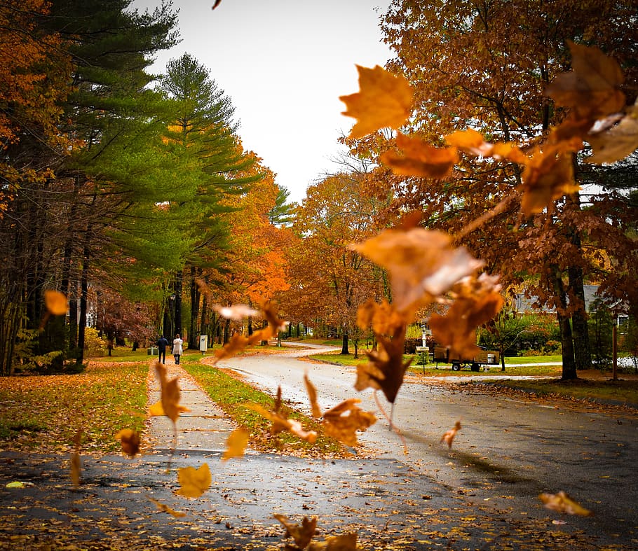 jatuh, musim gugur, warna, Daun-daun, alam, hutan, pohon, warna-warni, suasana hati, pemandangan